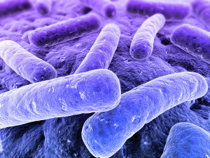 Image of legionella bacteria